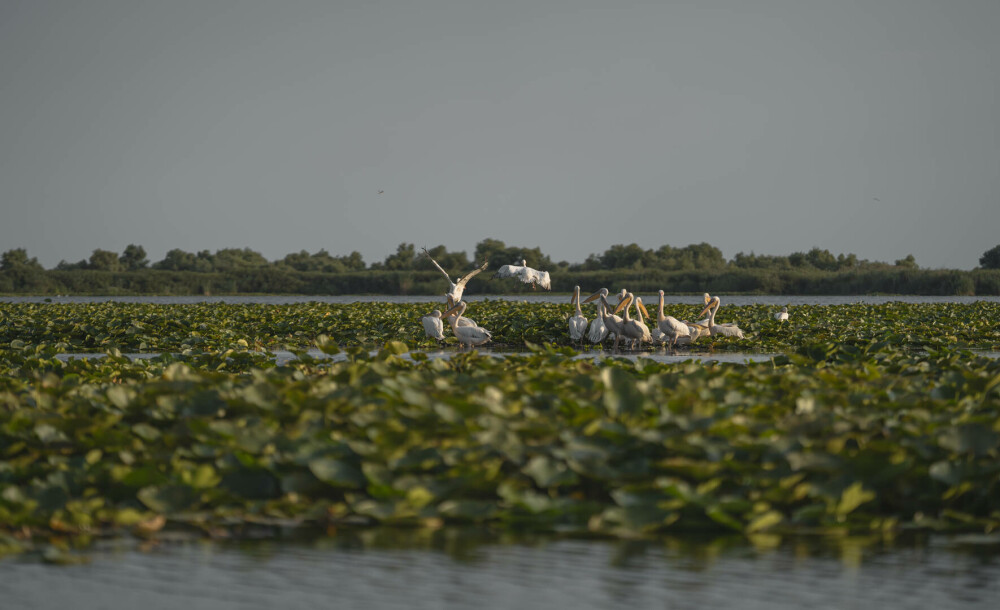 (P)Un scurtmetraj regizat de păsări invită oamenii să se implice în eforturile de conservare a biodiversității Deltei Dunării - Imaginea 1