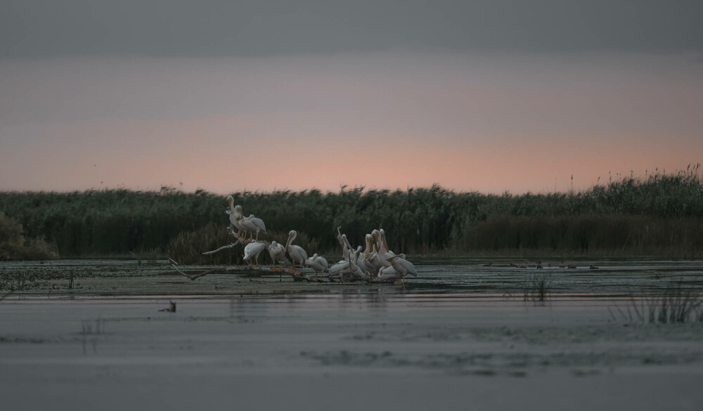 (P)Un scurtmetraj regizat de păsări invită oamenii să se implice în eforturile de conservare a biodiversității Deltei Dunării - Imaginea 4