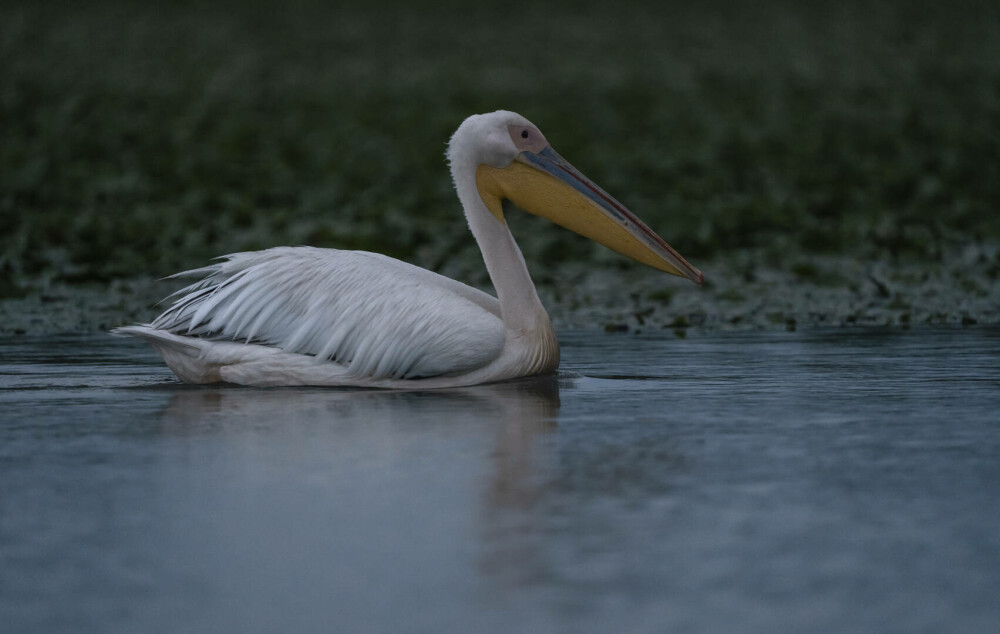 (P)Un scurtmetraj regizat de păsări invită oamenii să se implice în eforturile de conservare a biodiversității Deltei Dunării - Imaginea 5