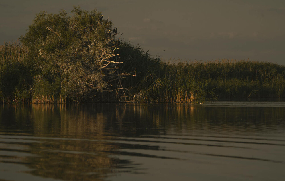 (P)Un scurtmetraj regizat de păsări invită oamenii să se implice în eforturile de conservare a biodiversității Deltei Dunării - Imaginea 6