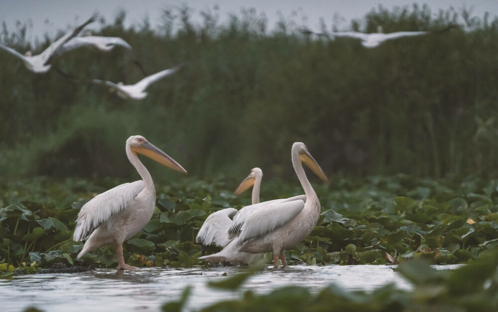 (P)Un scurtmetraj regizat de păsări invită oamenii să se implice în eforturile de conservare a biodiversității Deltei Dunării - Imaginea 7
