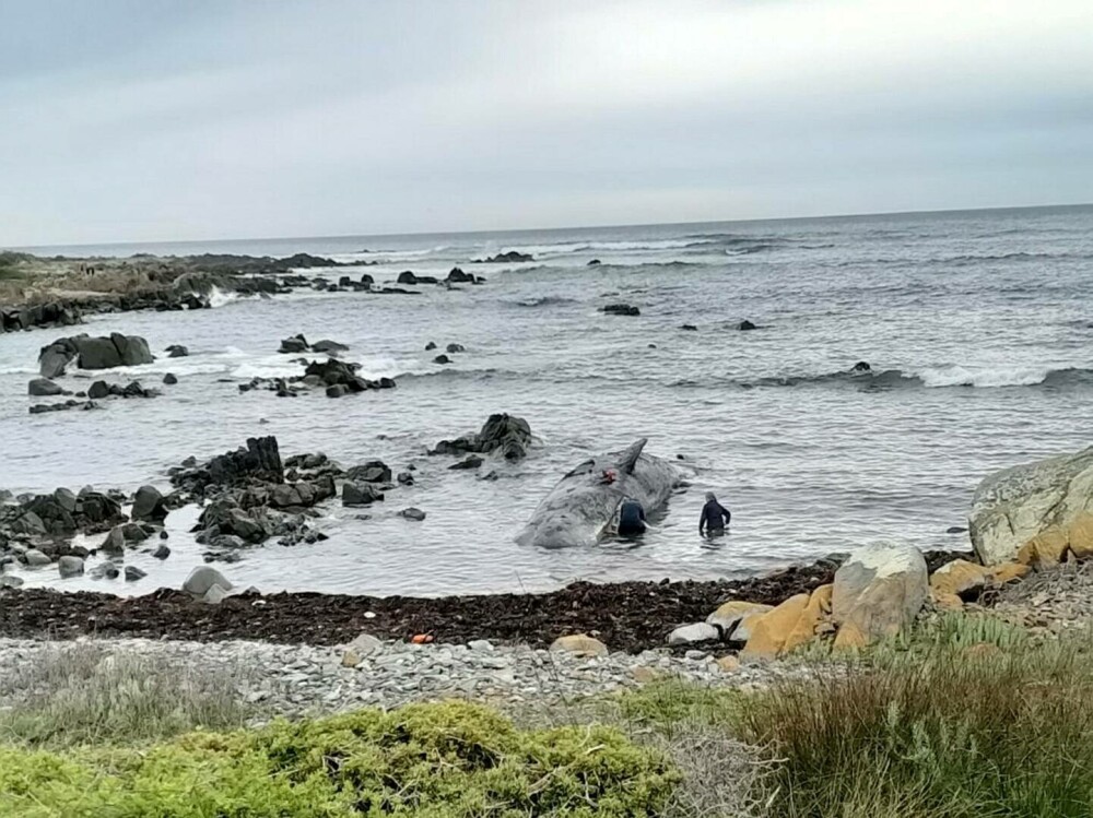 Fenomen îngrijorător în Australia. 200 de balene au murit după ce au eșuat pe o plajă din Tasmania | FOTO - Imaginea 10