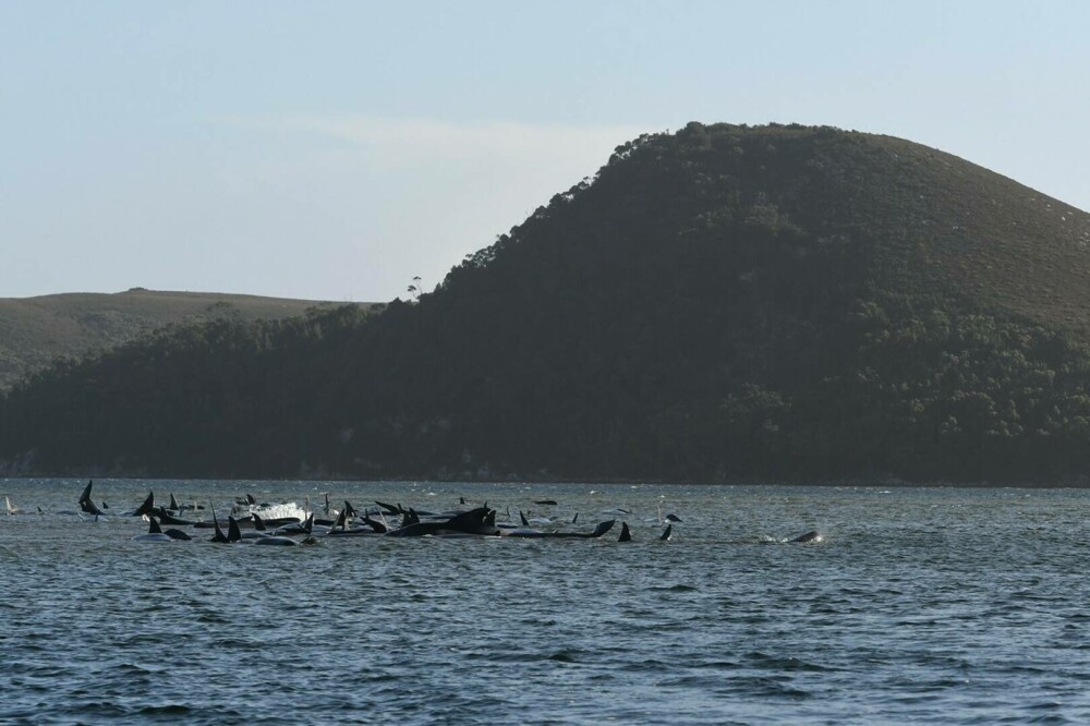 Fenomen îngrijorător în Australia. 200 de balene au murit după ce au eșuat pe o plajă din Tasmania | FOTO - Imaginea 11
