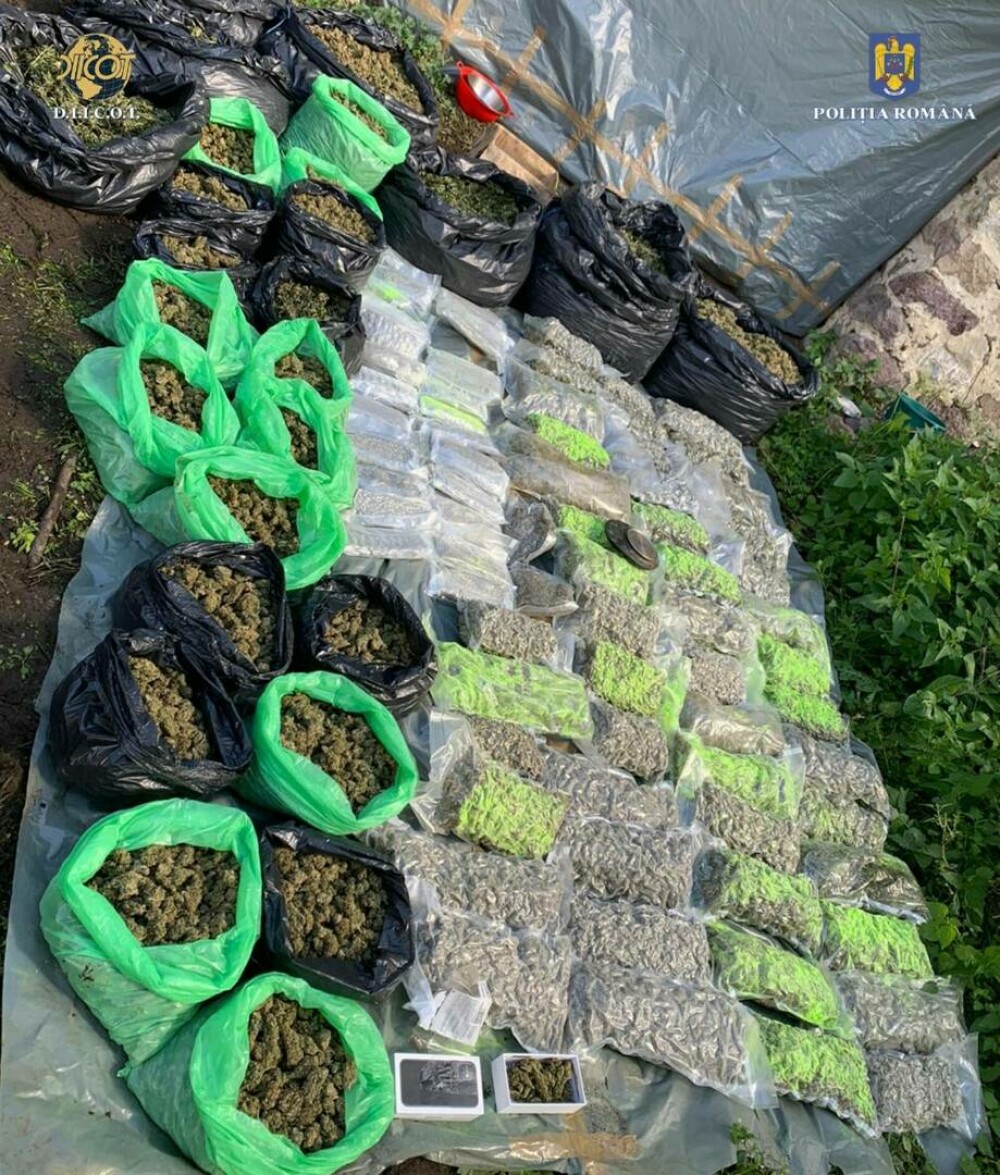 Sute de kilograme de cannabis, găsite în urma unor percheziții în Caraș-Severin. Doi bărbați au fost arestați preventiv - Imaginea 5
