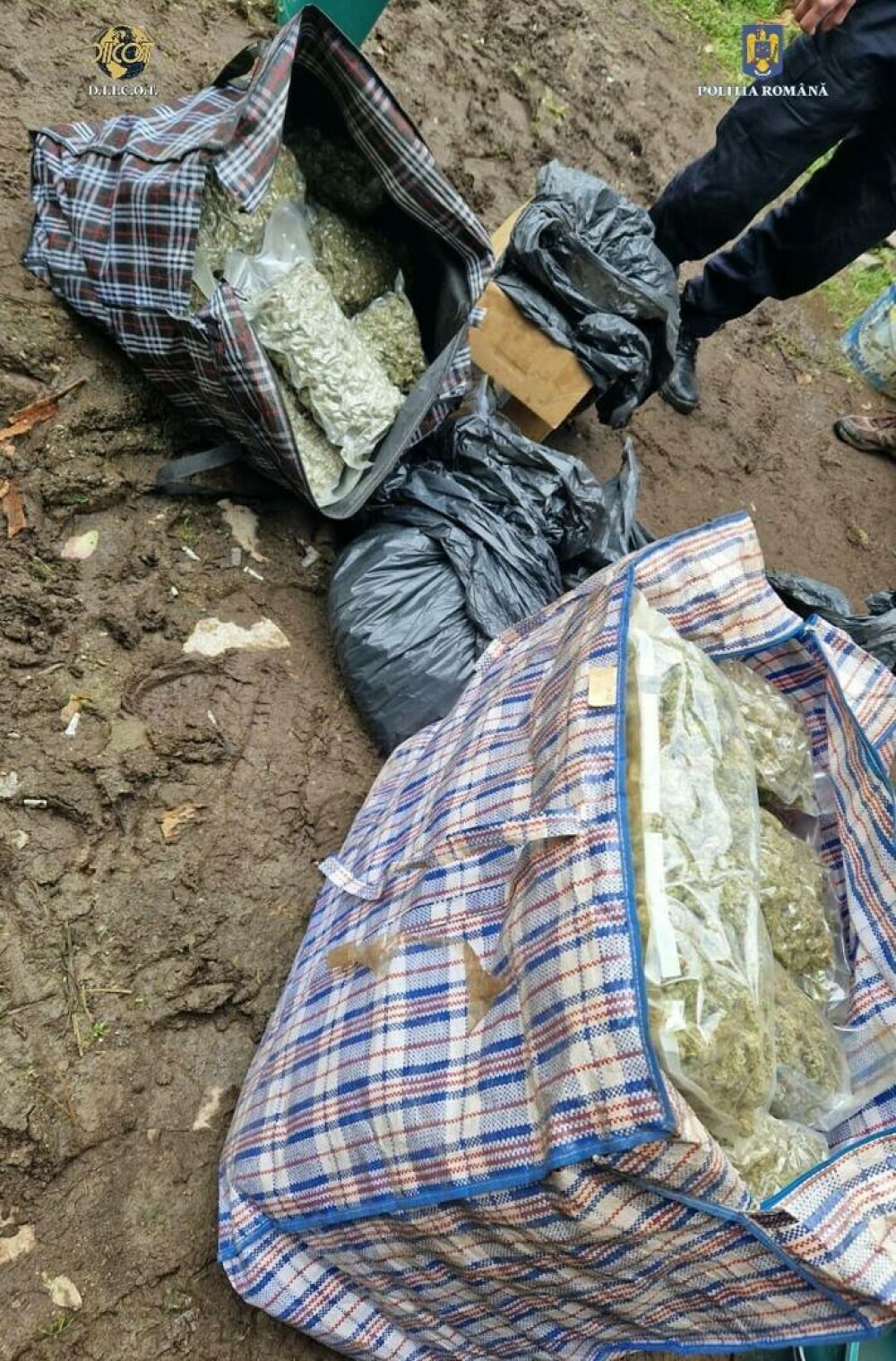 Sute de kilograme de cannabis, găsite în urma unor percheziții în Caraș-Severin. Doi bărbați au fost arestați preventiv - Imaginea 2