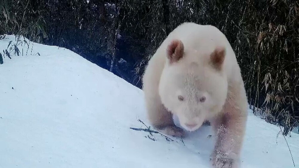 GALERIE FOTO. Cum arată un panda albinos descoperit în China. Are blana albă ca zăpada și este scump la vedere - Imaginea 1