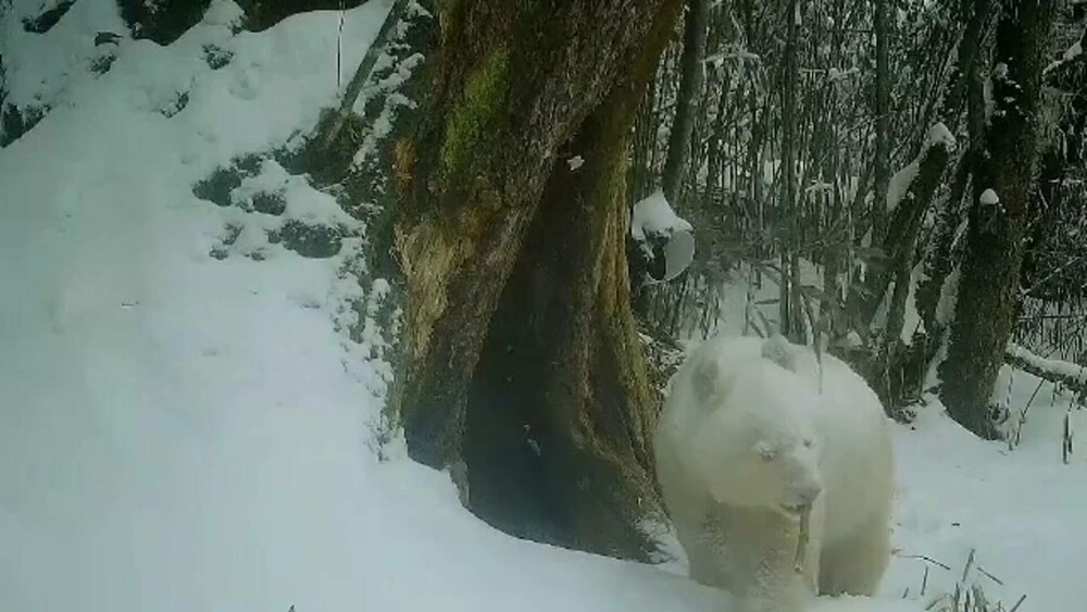 GALERIE FOTO. Cum arată un panda albinos descoperit în China. Are blana albă ca zăpada și este scump la vedere - Imaginea 2