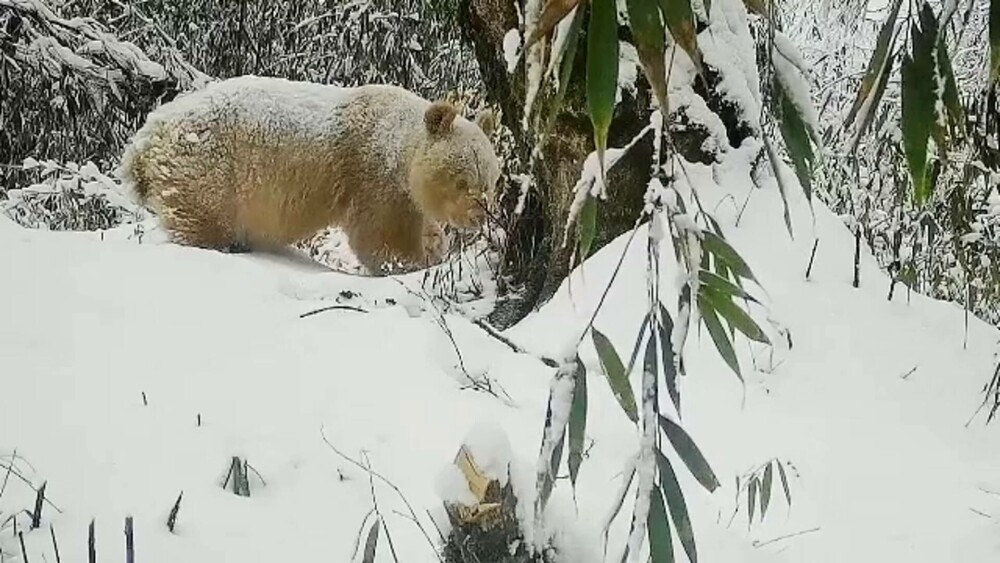 GALERIE FOTO. Cum arată un panda albinos descoperit în China. Are blana albă ca zăpada și este scump la vedere - Imaginea 3