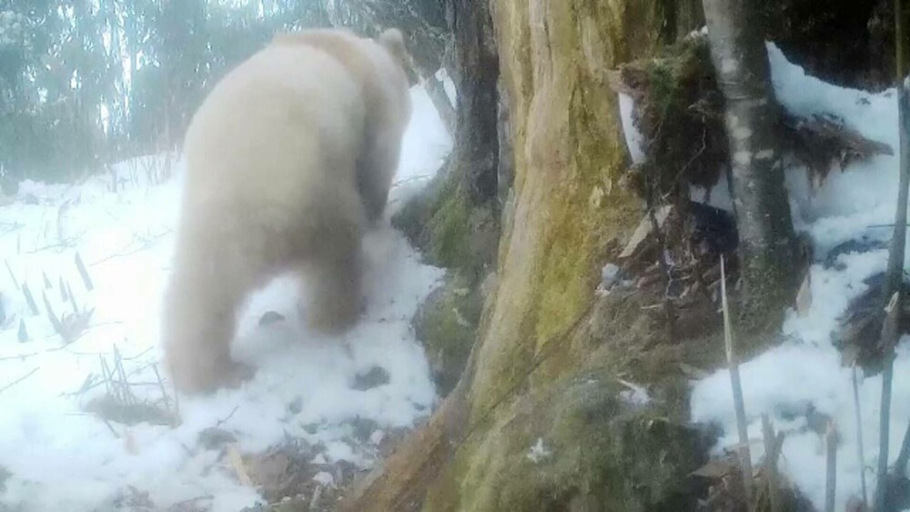 GALERIE FOTO. Cum arată un panda albinos descoperit în China. Are blana albă ca zăpada și este scump la vedere - Imaginea 4