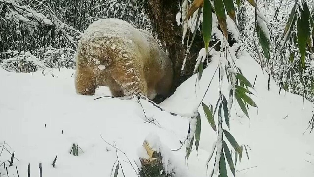 GALERIE FOTO. Cum arată un panda albinos descoperit în China. Are blana albă ca zăpada și este scump la vedere - Imaginea 5