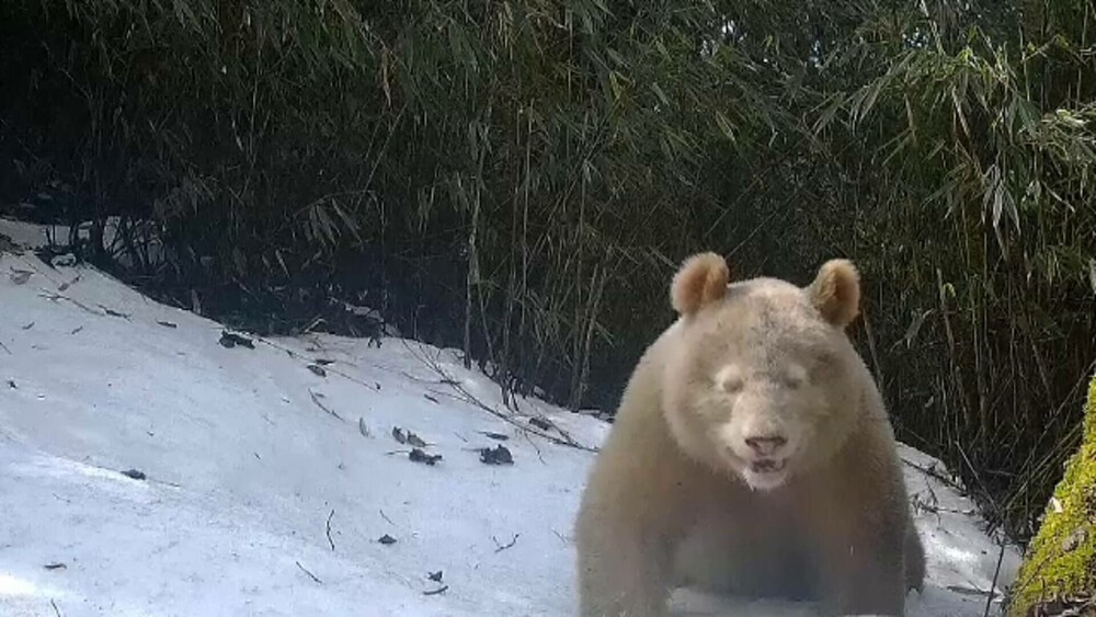 GALERIE FOTO. Cum arată un panda albinos descoperit în China. Are blana albă ca zăpada și este scump la vedere - Imaginea 6