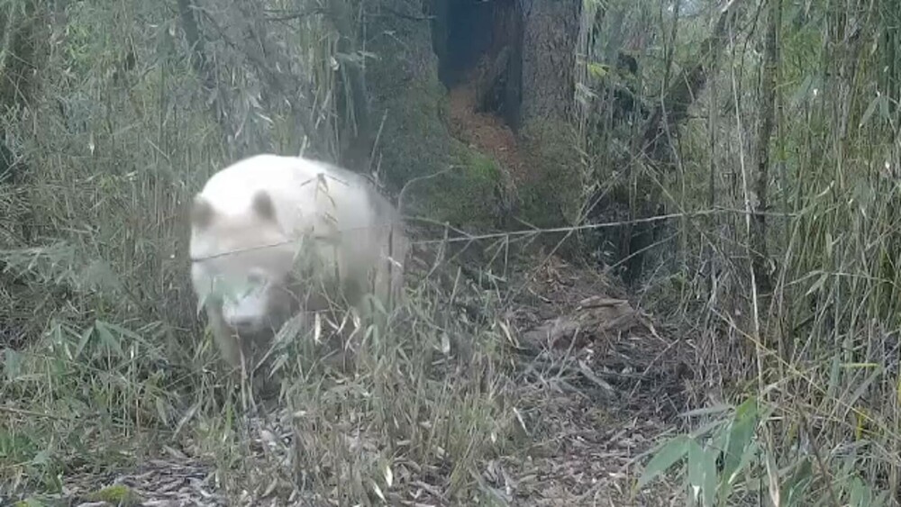 GALERIE FOTO. Cum arată un panda albinos descoperit în China. Are blana albă ca zăpada și este scump la vedere - Imaginea 7