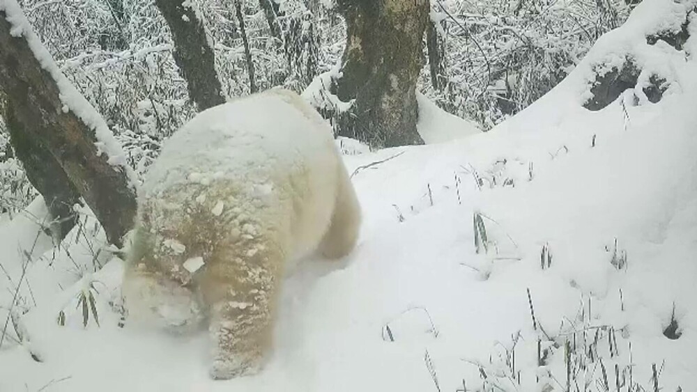 GALERIE FOTO. Cum arată un panda albinos descoperit în China. Are blana albă ca zăpada și este scump la vedere - Imaginea 10