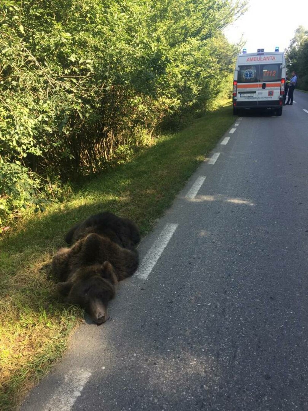 Cadavrul unui urs, fotografiat în timp ce zăcea pe marginea drumului, în Sibiu. A murit după ce a fost călcat cu mașina FOTO - Imaginea 1