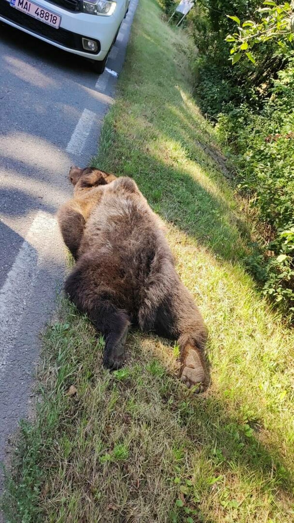 Cadavrul unui urs, fotografiat în timp ce zăcea pe marginea drumului, în Sibiu. A murit după ce a fost călcat cu mașina FOTO - Imaginea 2