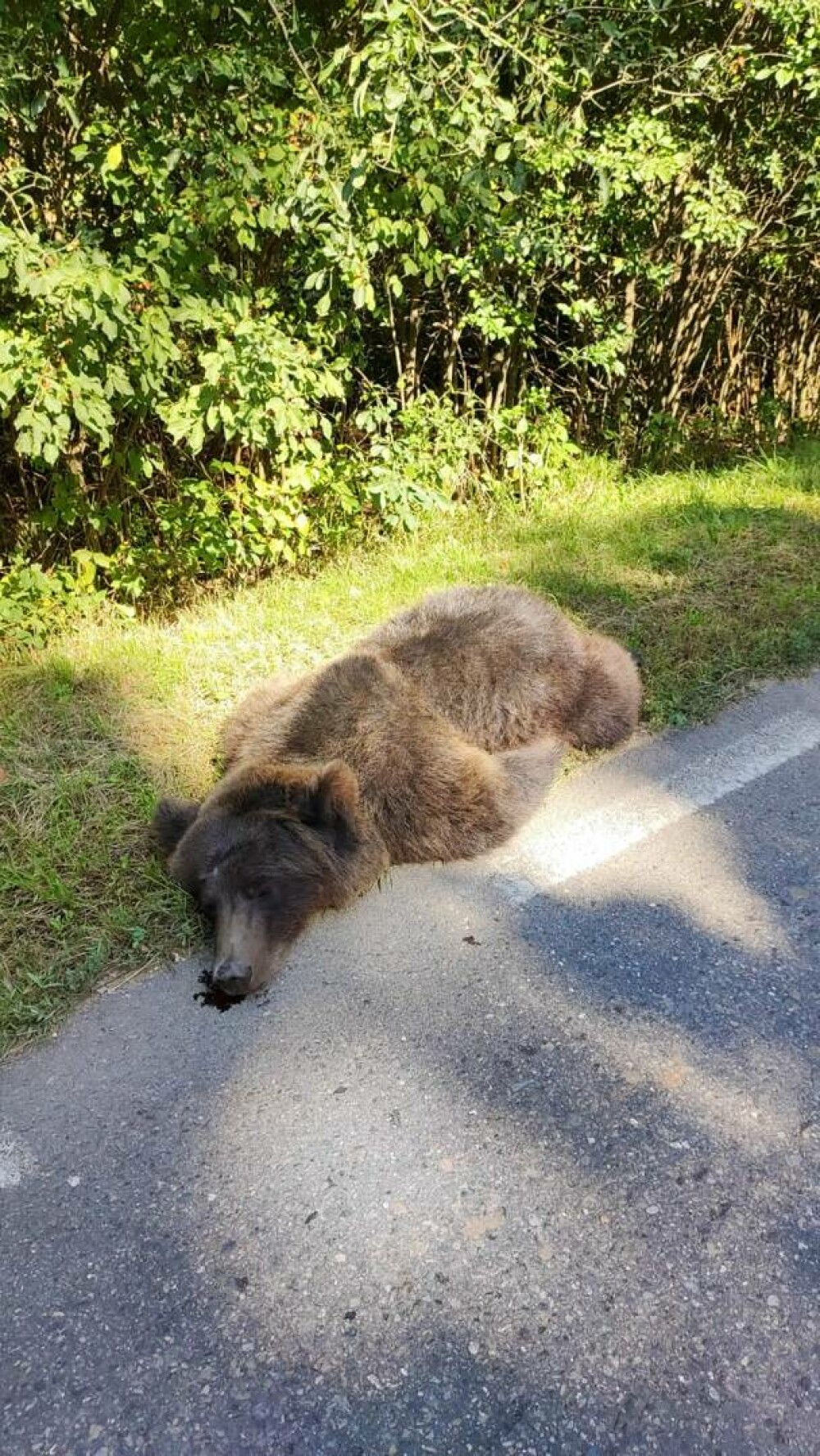 Cadavrul unui urs, fotografiat în timp ce zăcea pe marginea drumului, în Sibiu. A murit după ce a fost călcat cu mașina FOTO - Imaginea 3