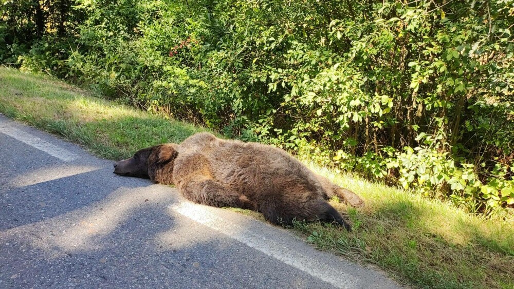 Cadavrul unui urs, fotografiat în timp ce zăcea pe marginea drumului, în Sibiu. A murit după ce a fost călcat cu mașina FOTO - Imaginea 4