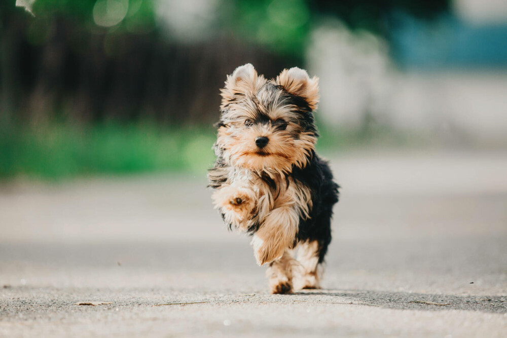 Rase de câini mici și medii. Curiozități despre cele mai cunoscute și mai puțin cunoscute rase de câini de apartament - Imaginea 2
