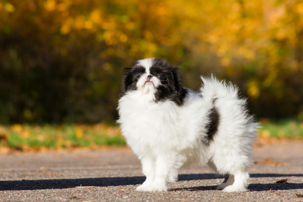 Rase de câini mici și medii. Curiozități despre cele mai cunoscute și mai puțin cunoscute rase de câini de apartament - Imaginea 3