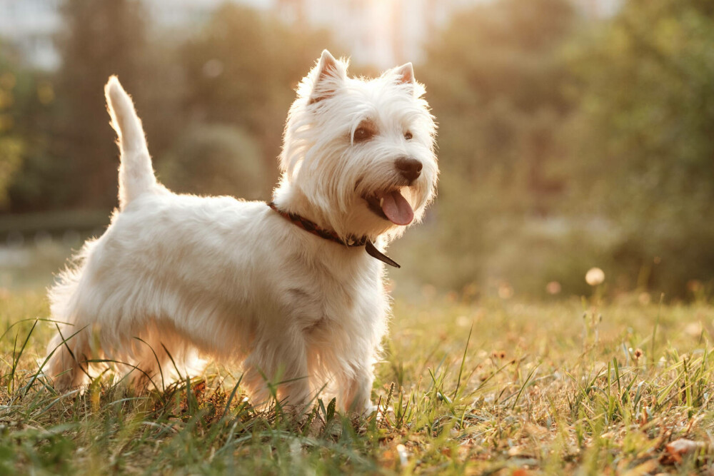 Rase de câini mici și medii. Curiozități despre cele mai cunoscute și mai puțin cunoscute rase de câini de apartament - Imaginea 6
