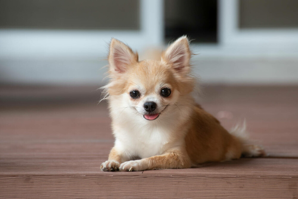 Rase de câini mici și medii. Curiozități despre cele mai cunoscute și mai puțin cunoscute rase de câini de apartament - Imaginea 7
