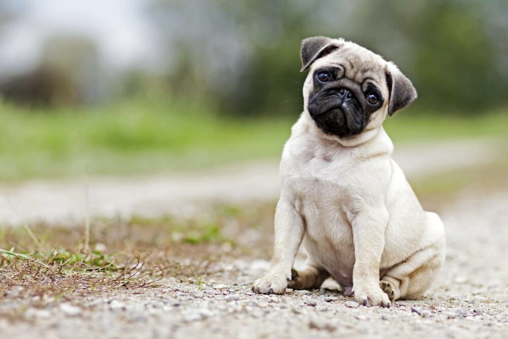 Rase de câini mici și medii. Curiozități despre cele mai cunoscute și mai puțin cunoscute rase de câini de apartament - Imaginea 10