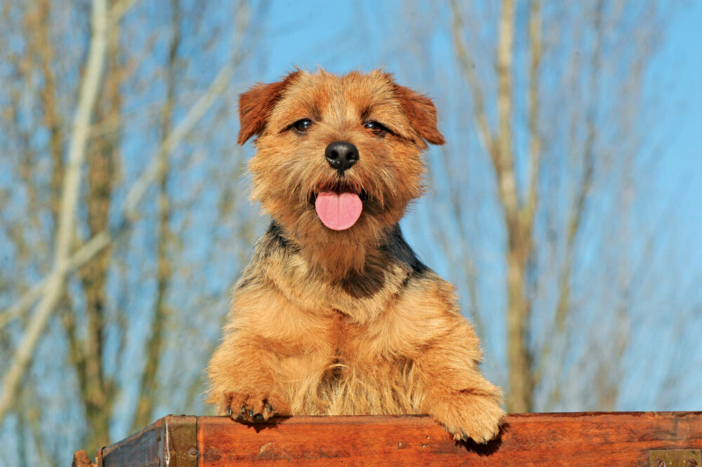 Rase de câini mici și medii. Curiozități despre cele mai cunoscute și mai puțin cunoscute rase de câini de apartament - Imaginea 12