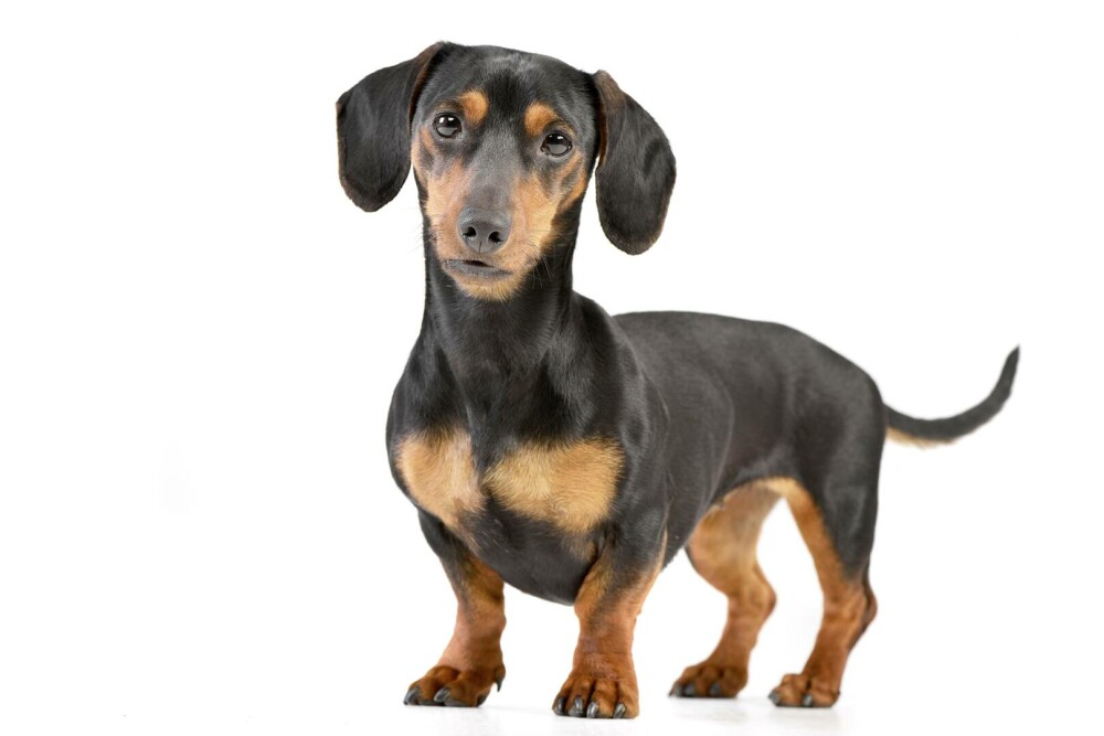 Rase de câini mici și medii. Curiozități despre cele mai cunoscute și mai puțin cunoscute rase de câini de apartament - Imaginea 17