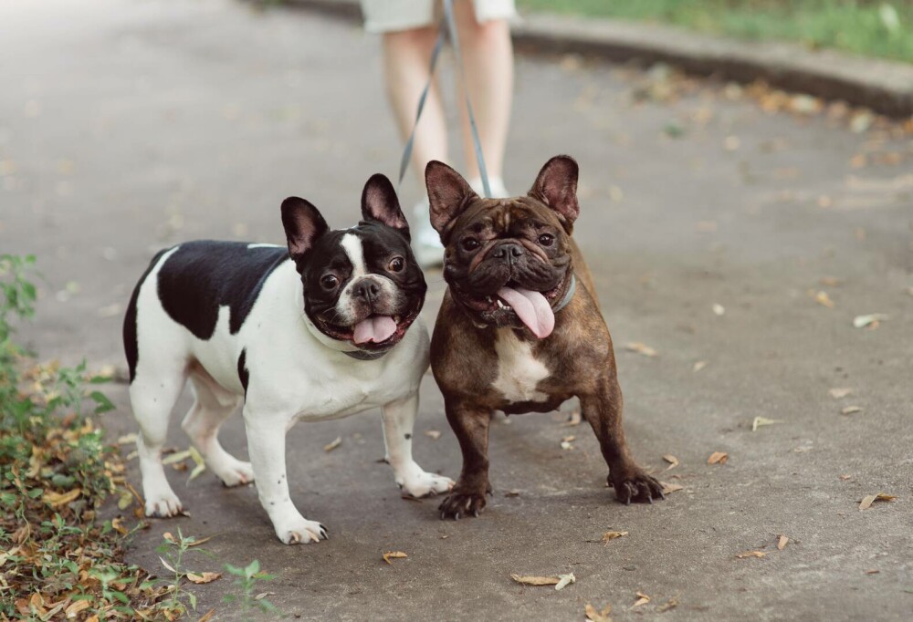 Rase de câini mici și medii. Curiozități despre cele mai cunoscute și mai puțin cunoscute rase de câini de apartament - Imaginea 18