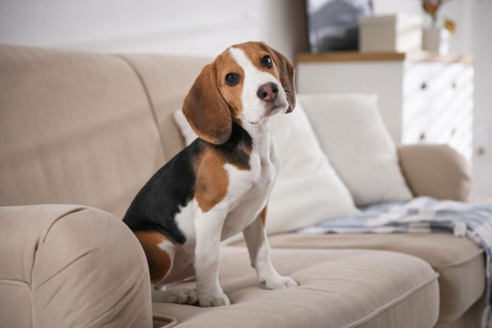 Rase de câini mici și medii. Curiozități despre cele mai cunoscute și mai puțin cunoscute rase de câini de apartament - Imaginea 19