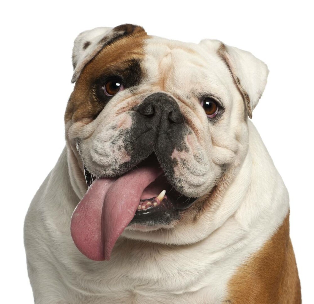 Rase de câini mici și medii. Curiozități despre cele mai cunoscute și mai puțin cunoscute rase de câini de apartament - Imaginea 21