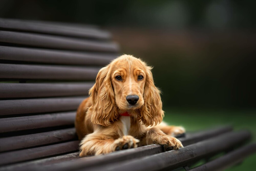 Rase de câini mici și medii. Curiozități despre cele mai cunoscute și mai puțin cunoscute rase de câini de apartament - Imaginea 24