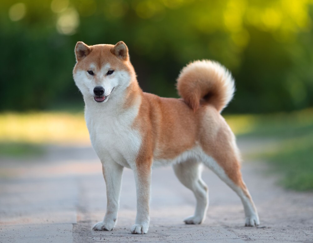 Rase de câini mici și medii. Curiozități despre cele mai cunoscute și mai puțin cunoscute rase de câini de apartament - Imaginea 26