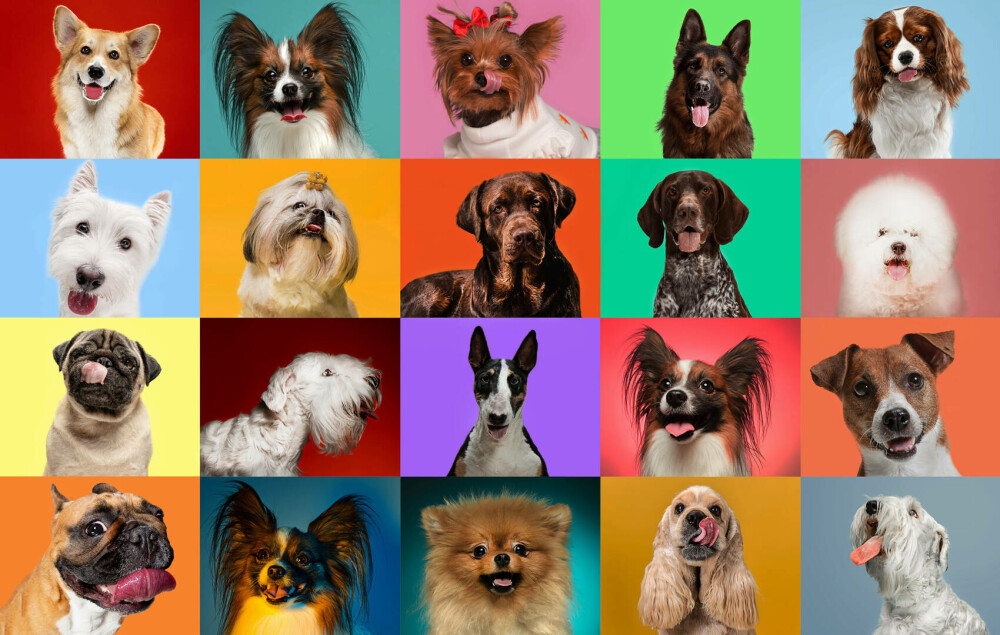 Rase de câini mici și medii. Curiozități despre cele mai cunoscute și mai puțin cunoscute rase de câini de apartament - Imaginea 1