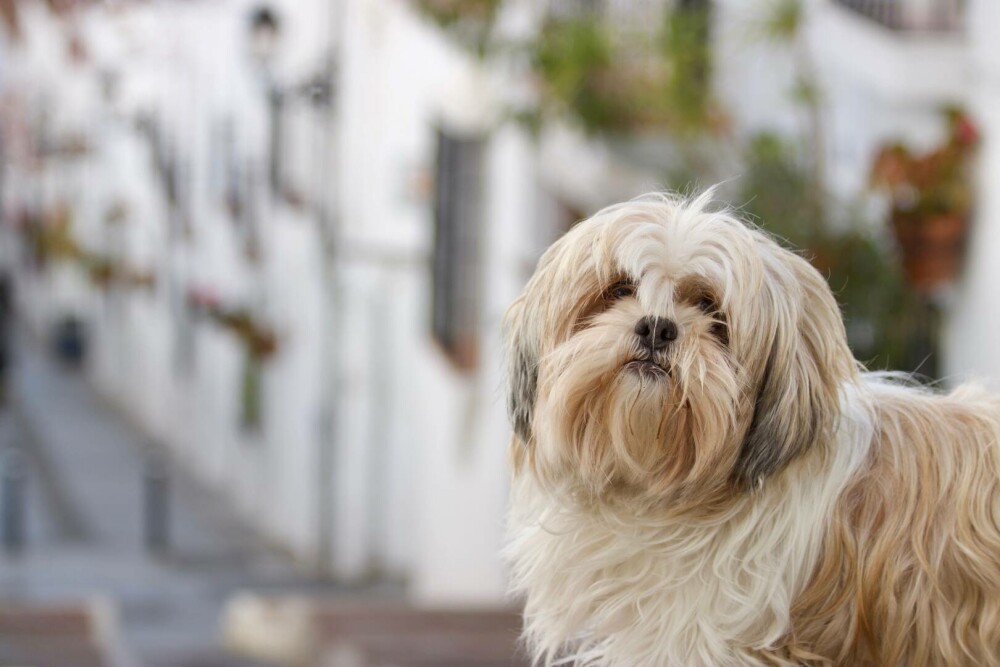 Rase de câini mici și medii. Curiozități despre cele mai cunoscute și mai puțin cunoscute rase de câini de apartament - Imaginea 32