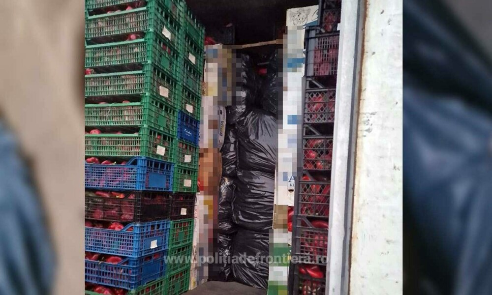 Patru tone de tutun, ascunse după cutii cu ardei capia, descoperite de polițiști într-un camion condus de un român. FOTO - Imaginea 2