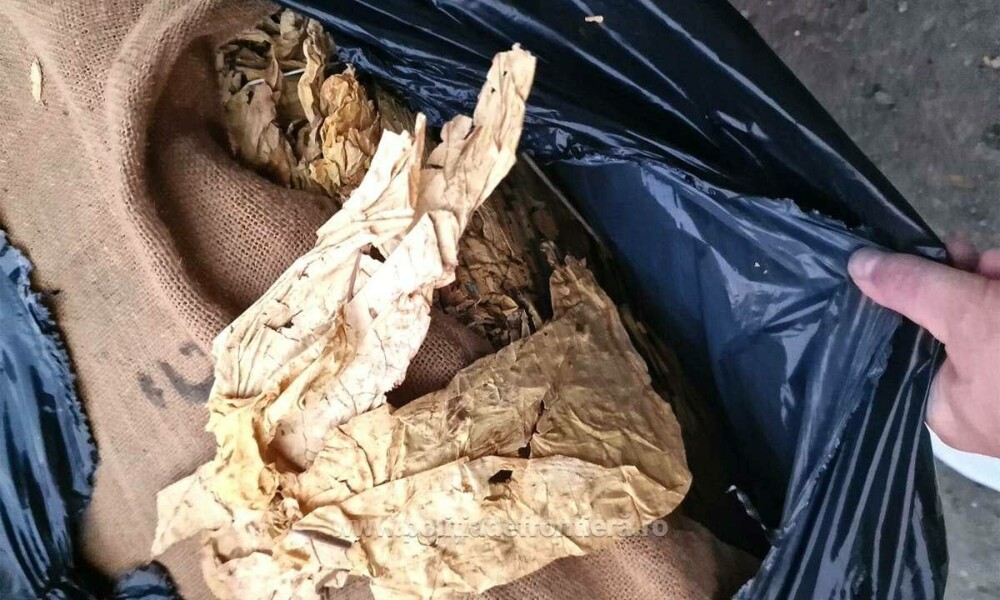 Patru tone de tutun, ascunse după cutii cu ardei capia, descoperite de polițiști într-un camion condus de un român. FOTO - Imaginea 3