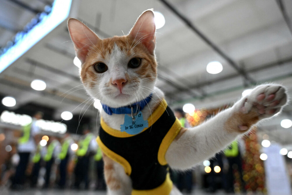 Agenţii de pază filipinezi adoptă pisici fără stăpân. „Mă ajută să scap de stres” . FOTO - Imaginea 2