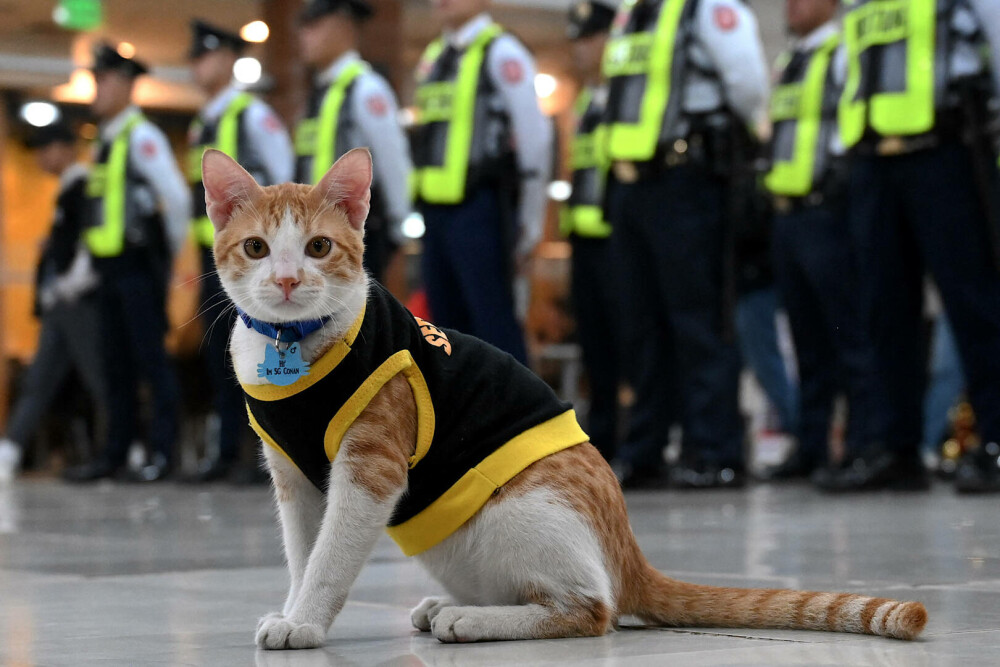 Agenţii de pază filipinezi adoptă pisici fără stăpân. „Mă ajută să scap de stres” . FOTO - Imaginea 8