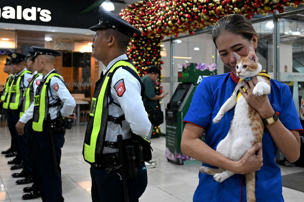 Agenţii de pază filipinezi adoptă pisici fără stăpân. „Mă ajută să scap de stres” . FOTO - Imaginea 9