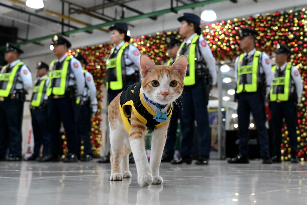 Agenţii de pază filipinezi adoptă pisici fără stăpân. „Mă ajută să scap de stres” . FOTO - Imaginea 10
