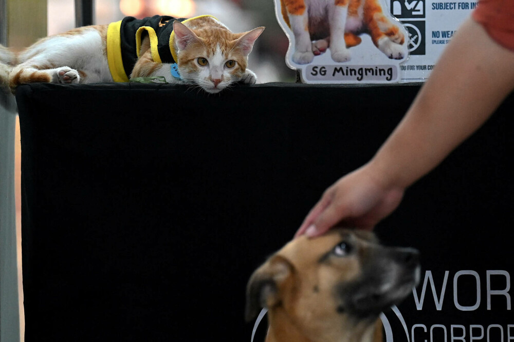 Agenţii de pază filipinezi adoptă pisici fără stăpân. „Mă ajută să scap de stres” . FOTO - Imaginea 11
