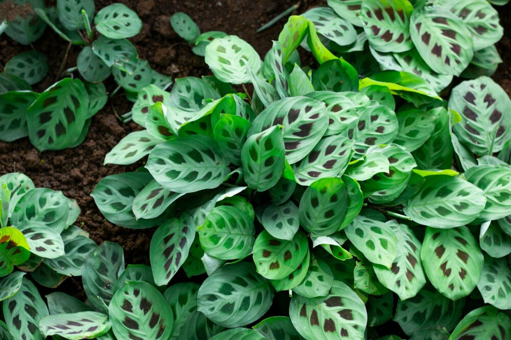 Plantele care aduc iubire și armonie. Cum să le folosești în casă și grădină - Imaginea 4