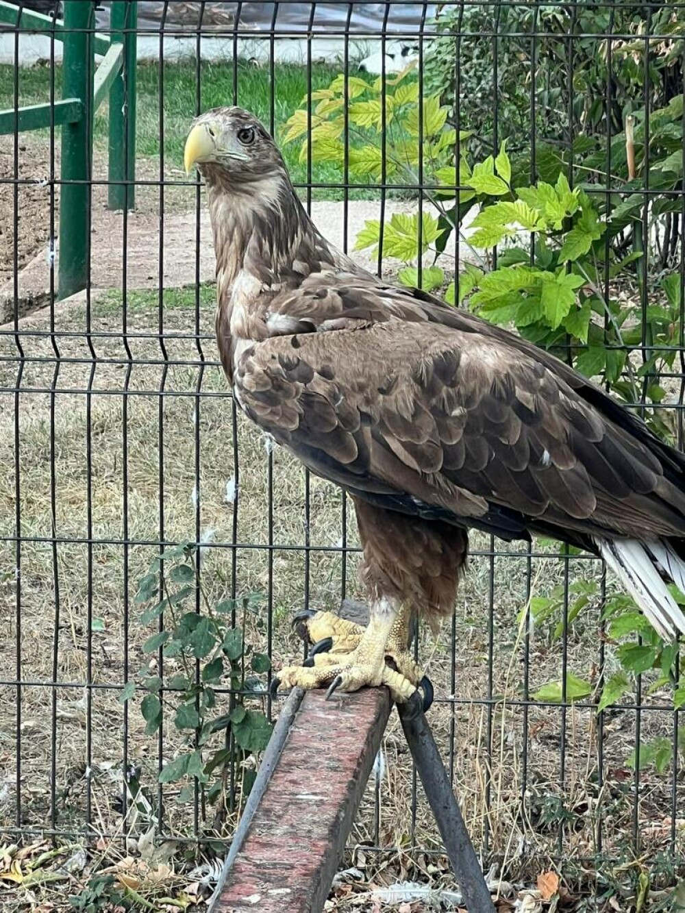 „După un cal pierdut se vine cu mascații, cu poliție?” La ce folosea clanul Cămătaru unele animale sălbatice din ogradă - Imaginea 11