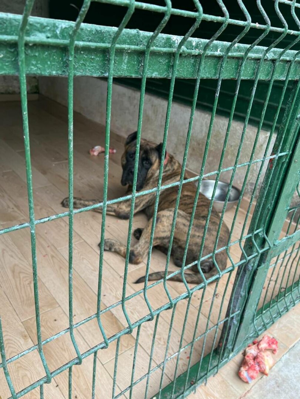 „După un cal pierdut se vine cu mascații, cu poliție?” La ce folosea clanul Cămătaru unele animale sălbatice din ogradă - Imaginea 4