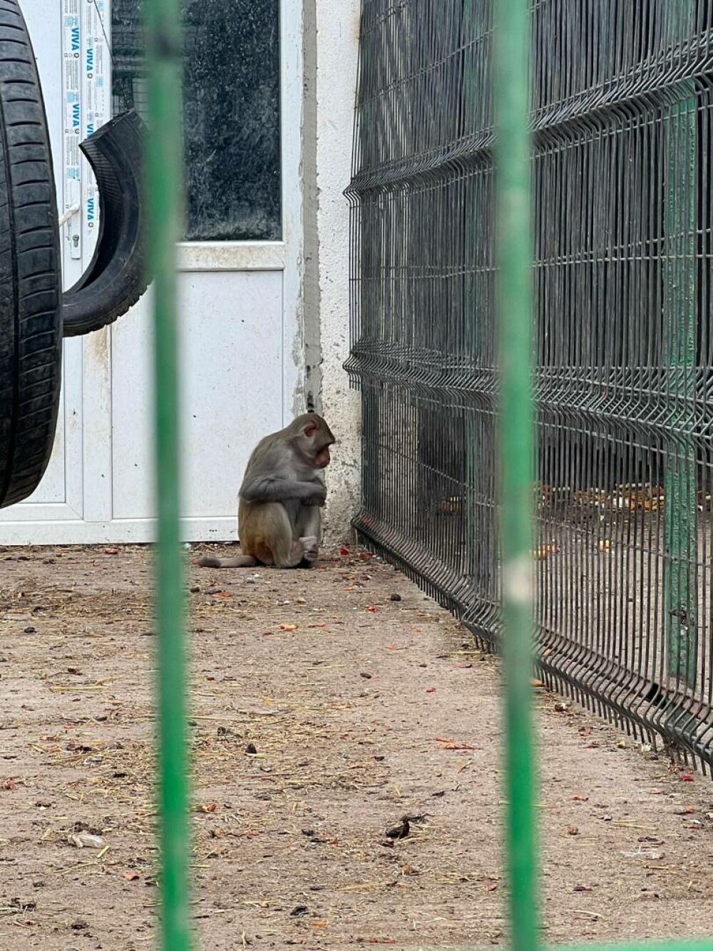 „După un cal pierdut se vine cu mascații, cu poliție?” La ce folosea clanul Cămătaru unele animale sălbatice din ogradă - Imaginea 2