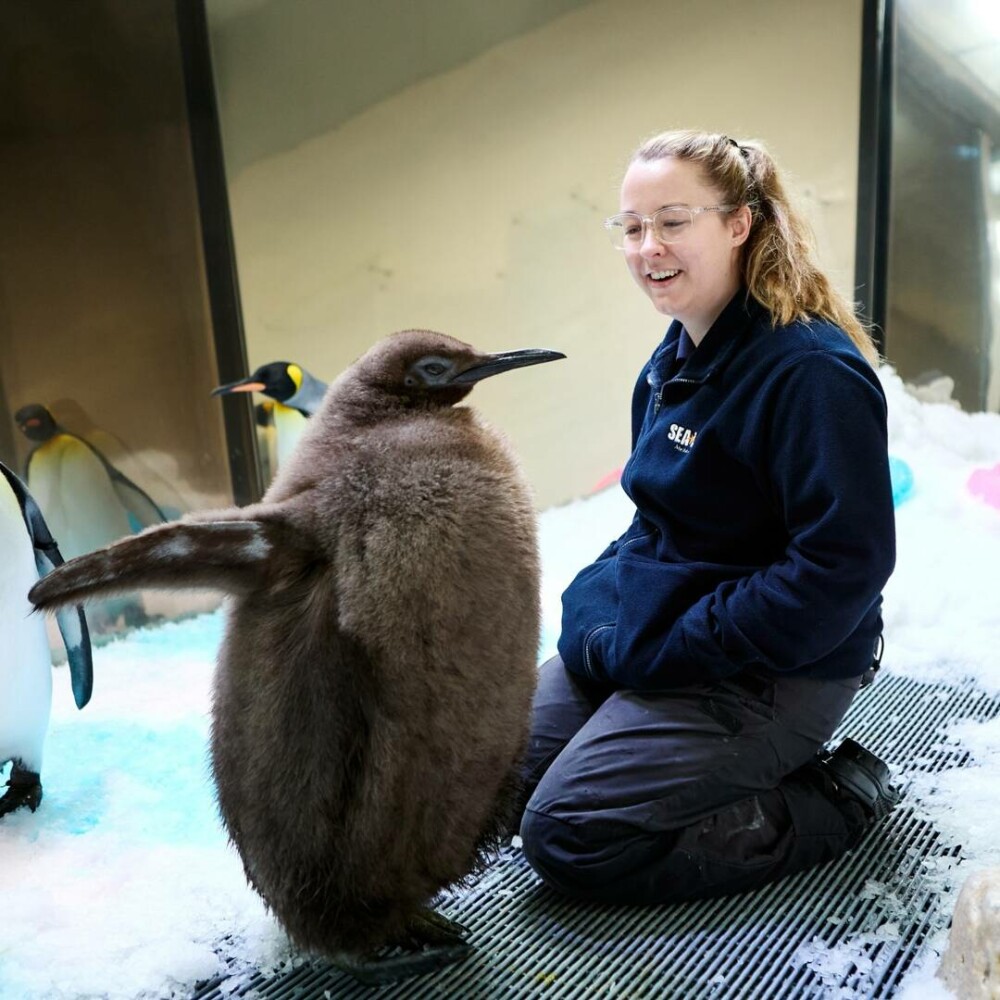 Un pui de pinguin imperial cu o greutate de peste 23 de kilograme a devenit un star pe reţelele de socializare. Cum arată - Imaginea 1