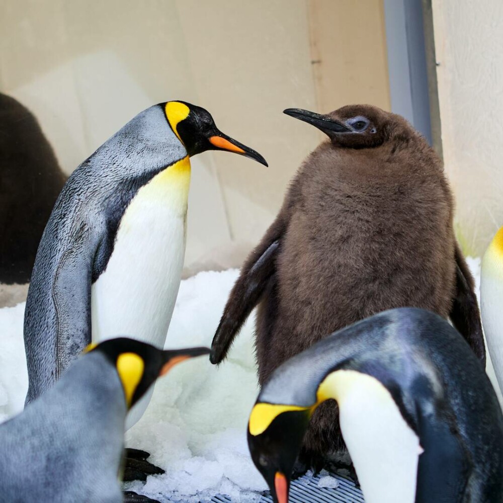 Un pui de pinguin imperial cu o greutate de peste 23 de kilograme a devenit un star pe reţelele de socializare. Cum arată - Imaginea 2