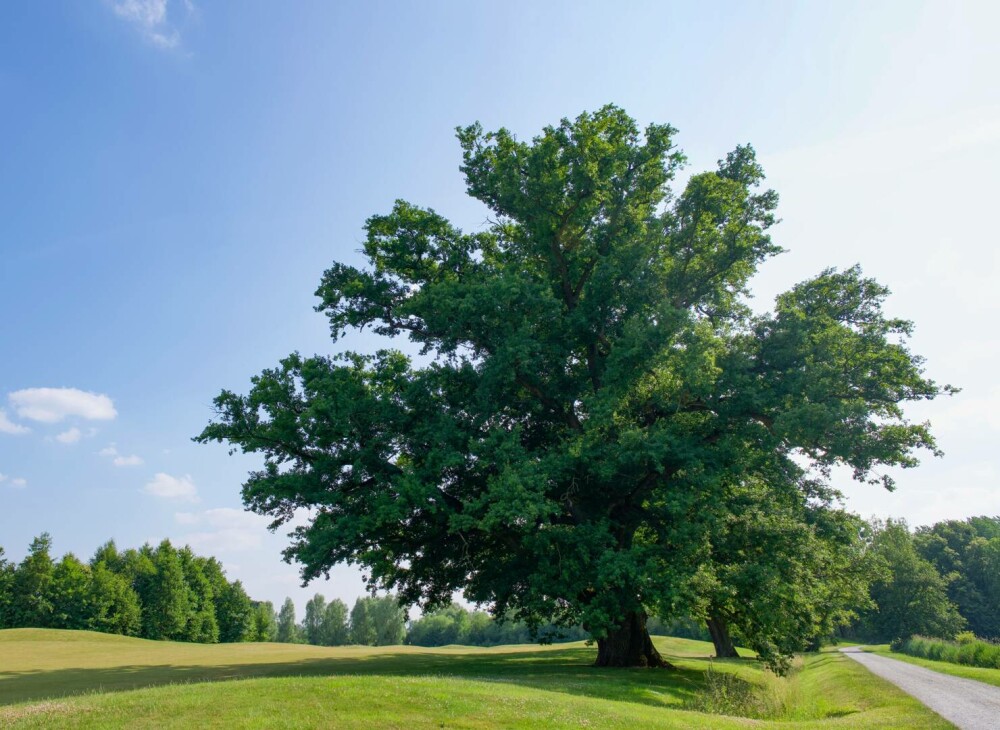 Stejarul: cum îl recunoști, cum arată frunza, tipuri și importanța lui în natură și cultură. Unde pot fi admirați în România - Imaginea 1