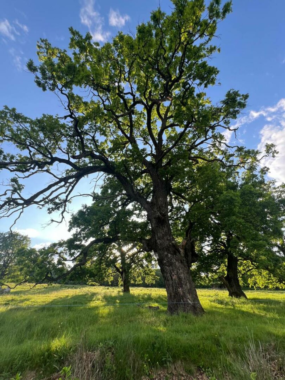Stejarul: cum îl recunoști, cum arată frunza, tipuri și importanța lui în natură și cultură. Unde pot fi admirați în România - Imaginea 9